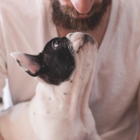 Die Beziehung zwischen Mensch und Hund wird am Welthundetag gefeiert. (Foto: Pixabay)