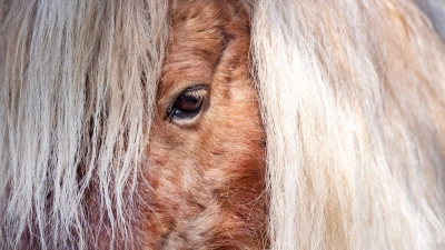 Gemeinsam versuchten Feuerwehr und Anwohner, die entlaufenen Ponys und den Esel wieder einzufangen. (Symbolbild) (Foto: Stefan Sauer/dpa)