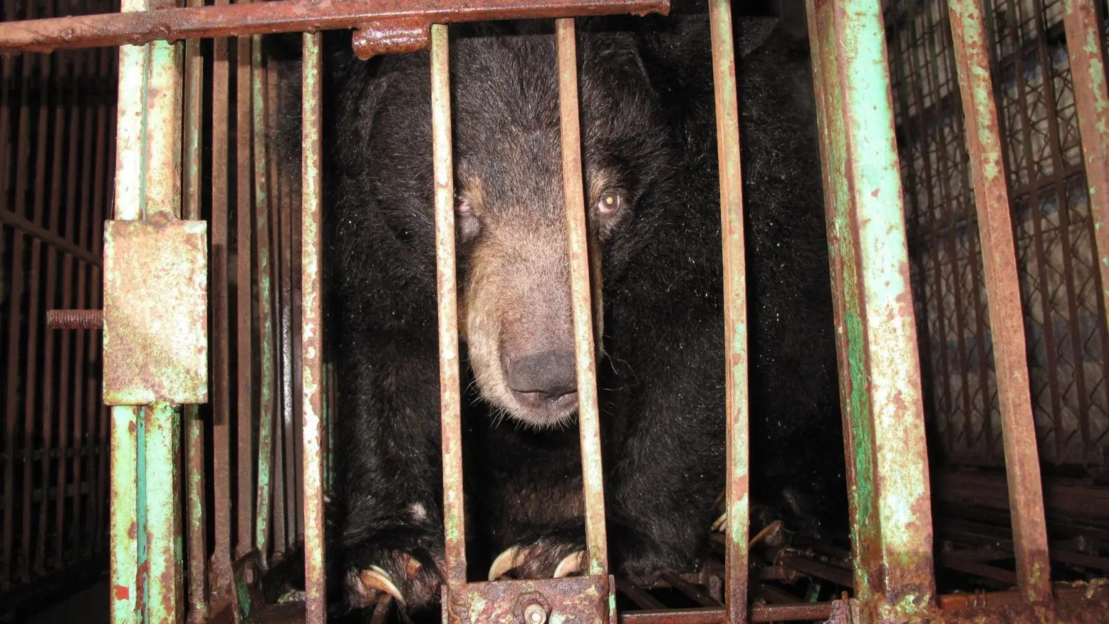 Gefangen: Ein asiatischer Schwarzbär in einem engen Metallkäfig auf einer Bärengallefarm. (Foto: Animals Asia/dpa)