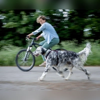Mehr als Gassigehen: Radfahren bietet Hunden eine Möglichkeit, sich auszupowern. (Foto: Frank Rumpenhorst/dpa-tmn)