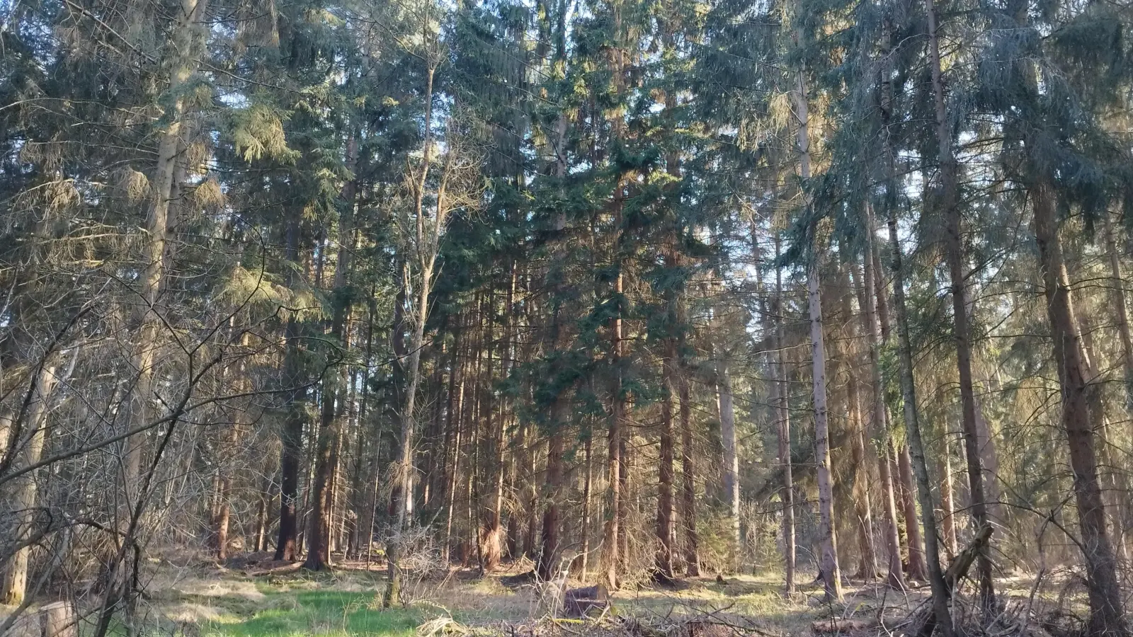 Kommende Woche werden aus dem Stadtwald von Merkendorf etliche Bäume entnommen. Die Fachleute fürchten den Borkenkäfer. (Foto: Robert Maurer)