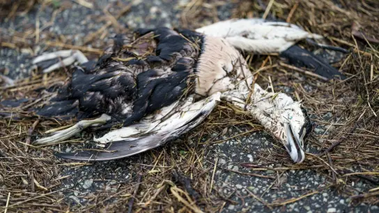 Eine Eiderente liegt tot am Strand der Nordsee. Laut Angaben eines Mitarbeiters des Küstenschutzes ist der Seevogel vermutlich an der Vogelgrippe gestorben. (Foto: Axel Heimken/dpa)