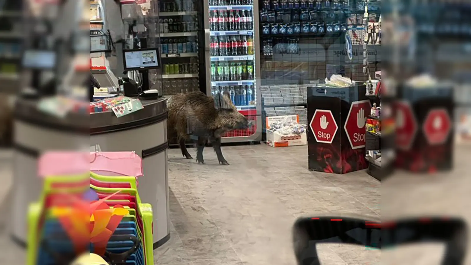 Ein Wildschwein hat sich in ein Einkaufszentrum in Berlin-Köpenick verirrt. (Foto: -/Polizei Berlin/dpa)