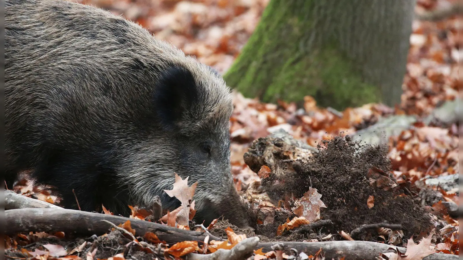 Ein Jäger hat in NRW ein totes Wildschwein gefunden, bei dem der Verdacht auf die Afrikanische Schweinepest (ASP) bestätigt wurde. (Archivbild) (Foto: Oliver Berg/dpa)