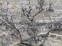 Erste Blüten in der Klingenschütt - gesehen in Rothenburg (Foto: Hilde Beck)