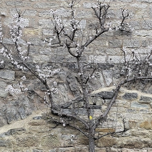 Erste Blüten in der Klingenschütt - gesehen in Rothenburg (Foto: Hilde Beck)