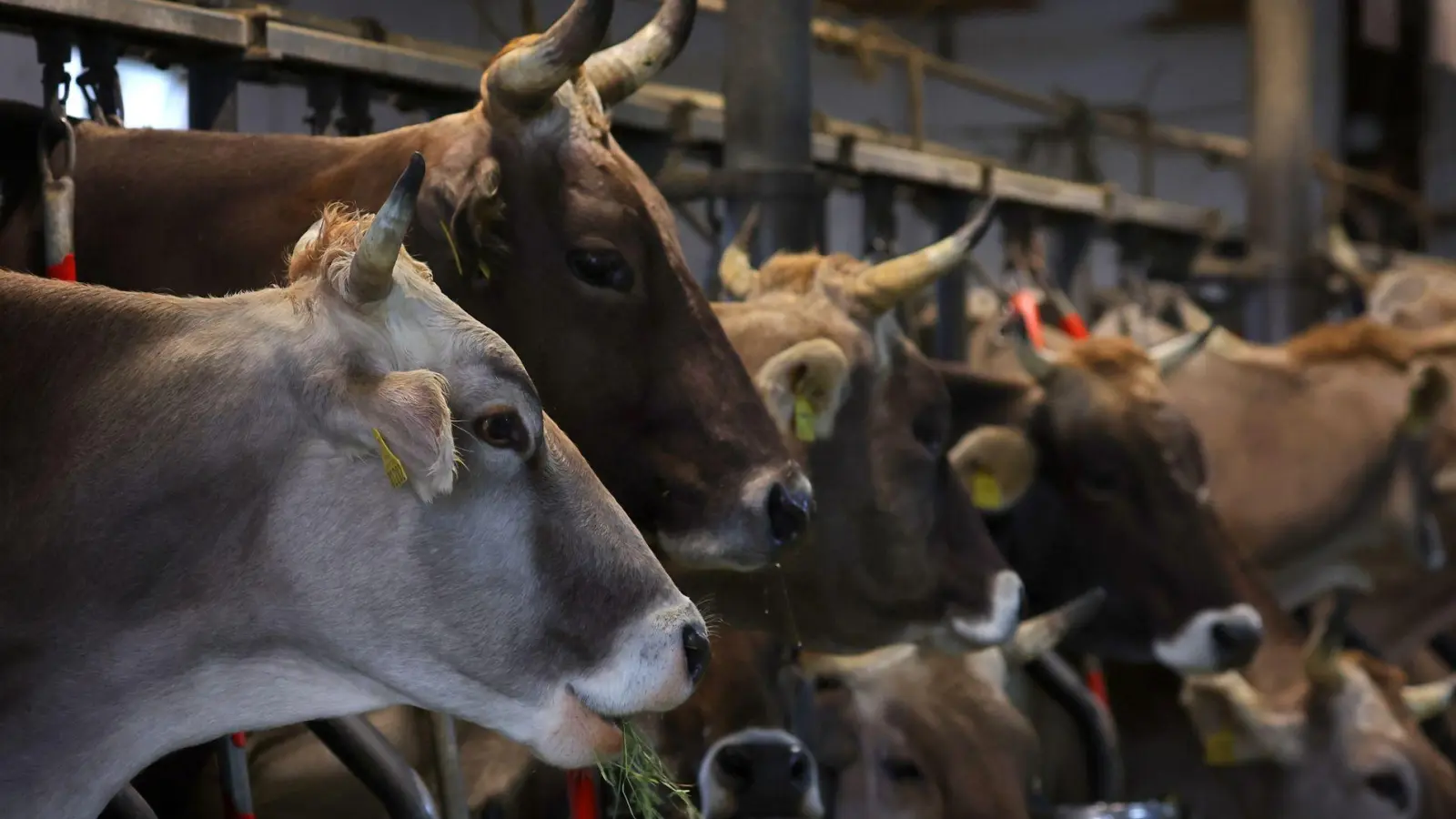 Kühe fressen auf einem Bauernhof in einem Stall frisches Heu. Ein Bauer steht nun in Rosenheim vor Gericht, weil er seine Tiere nicht genug fütterte und pflegte. (Foto: Karl-Josef Hildenbrand/dpa)