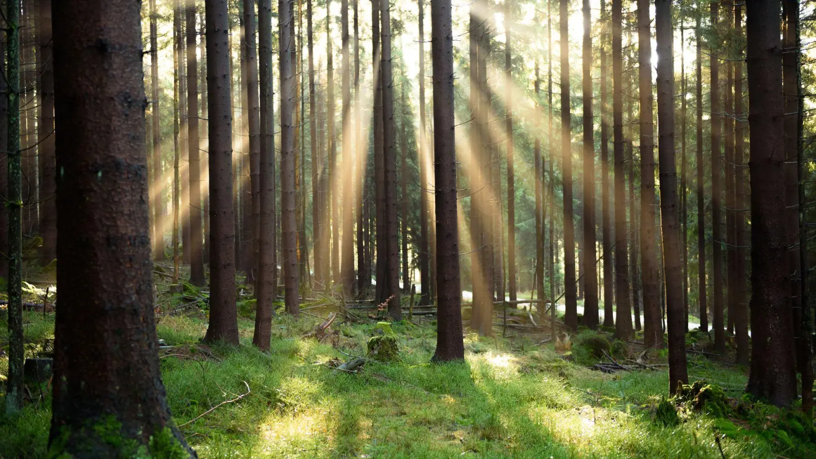 Atom und Gas als grüne Investition? Das EU-Gericht hat über ein EU-Label für nachhaltige Finanzprodukte entschieden. (Symbolbild) (Foto: Nicolas Armer/dpa/dpa-tmn)
