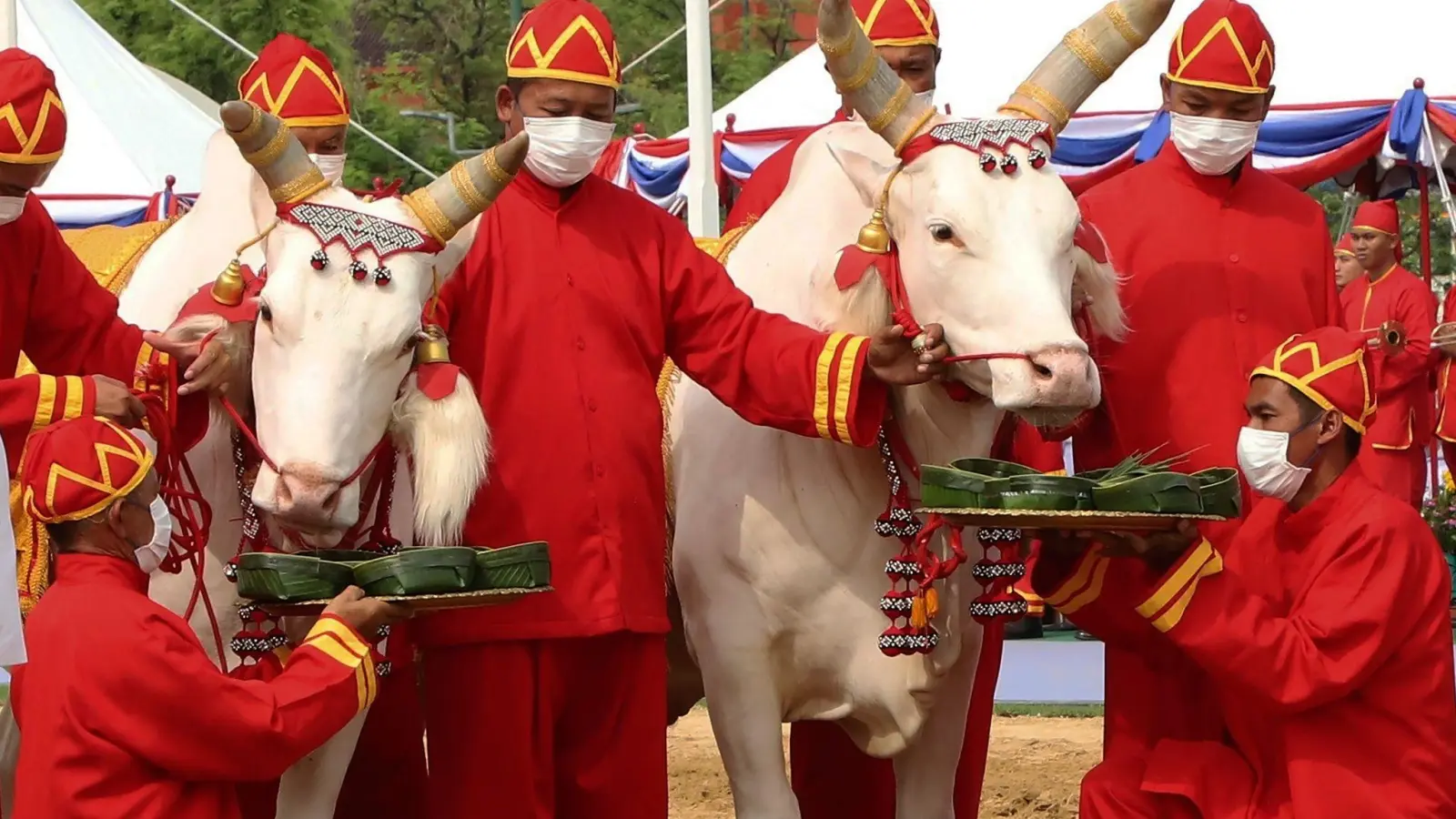 Thailändische Beamte in altertümlicher Kleidung präsentieren Ochsen während der königlichen Pflugzeremonie zwei Tabletts mit mit Lebensmitteln. (Foto: Worapong Charoenpol/Matichon Newspaper Pool/AP/dpa)