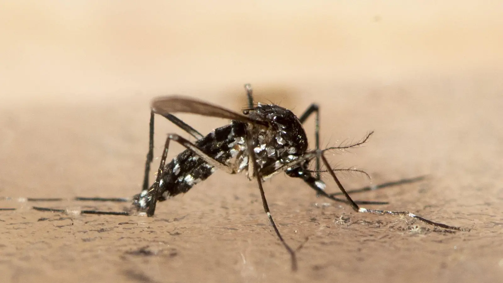 Das Chikungunya wird durch bestimmte Mücken übertragen. (Symbolbild)   (Foto: Ennio Leanza/KEYSTONE/dpa)