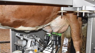 Längst hat Hightech in die Landwirtschaft Einzug gehalten: In 80 Prozent aller neuen Ställe werden die Kühe heutzutage von Melkrobotern gemolken. (Foto: Fritz Arnold)