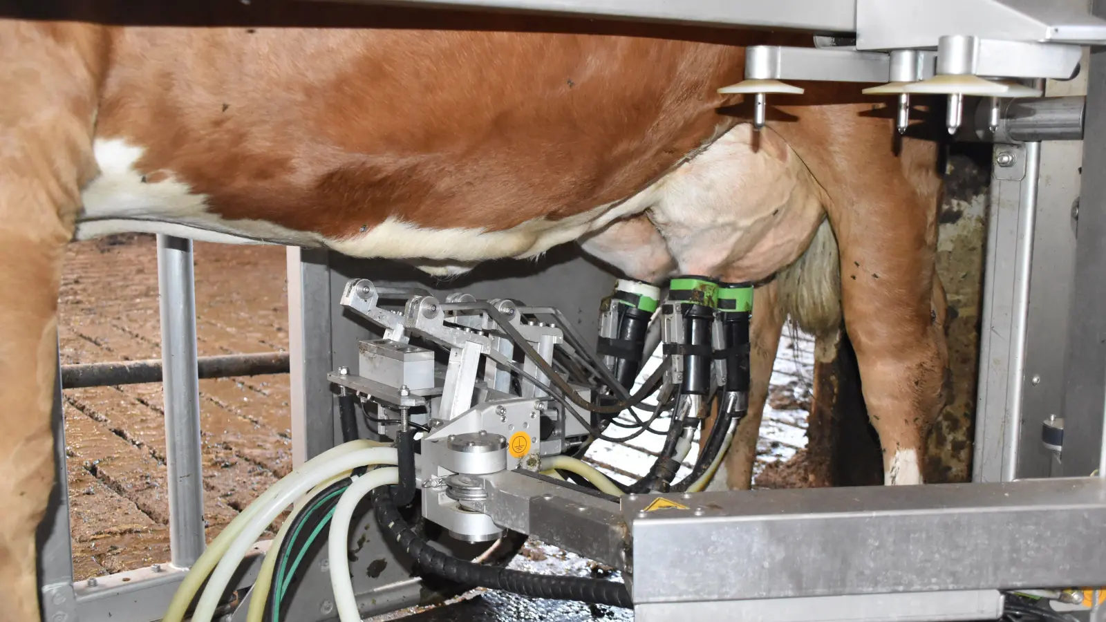 Längst hat Hightech in die Landwirtschaft Einzug gehalten: In 80 Prozent aller neuen Ställe werden die Kühe heutzutage von Melkrobotern gemolken. (Foto: Fritz Arnold)