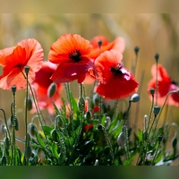 Schauer sind Wochenendausflüglern in der Regel nicht willkommen, doch Mohn- und anderen Blumen bekommt der  Regen gut. (Symbolbild) (Foto: A4366 Sven Hoppe/dpa)