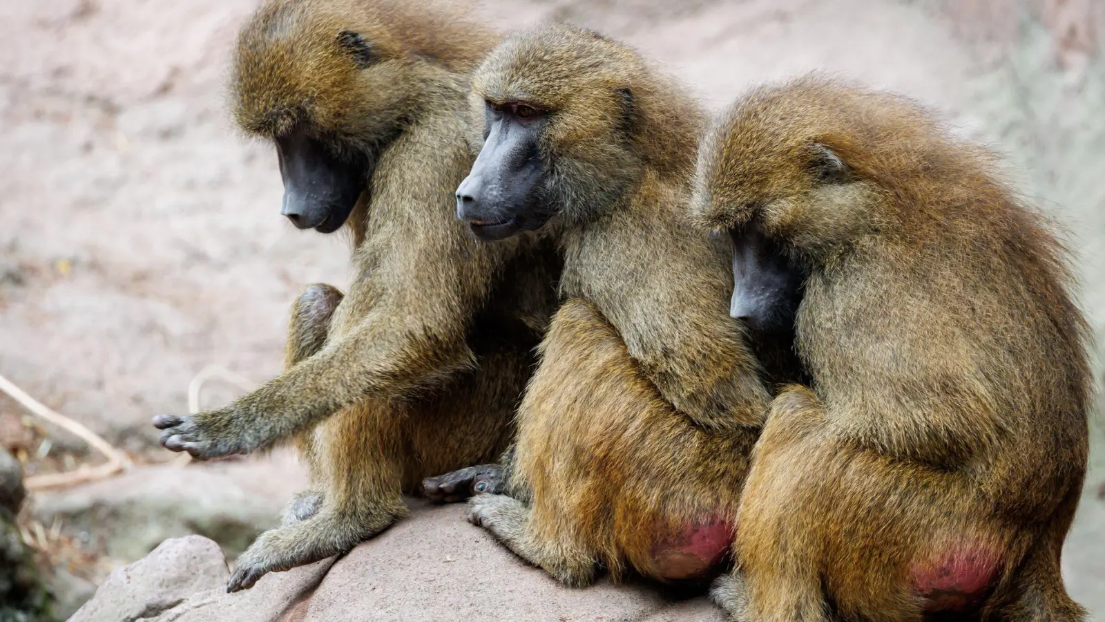 Die Gruppe der Guinea-Paviane ist auf 45 Tiere angewachsen und damit zu groß für das Gehege. (Foto: Daniel Karmann/dpa)