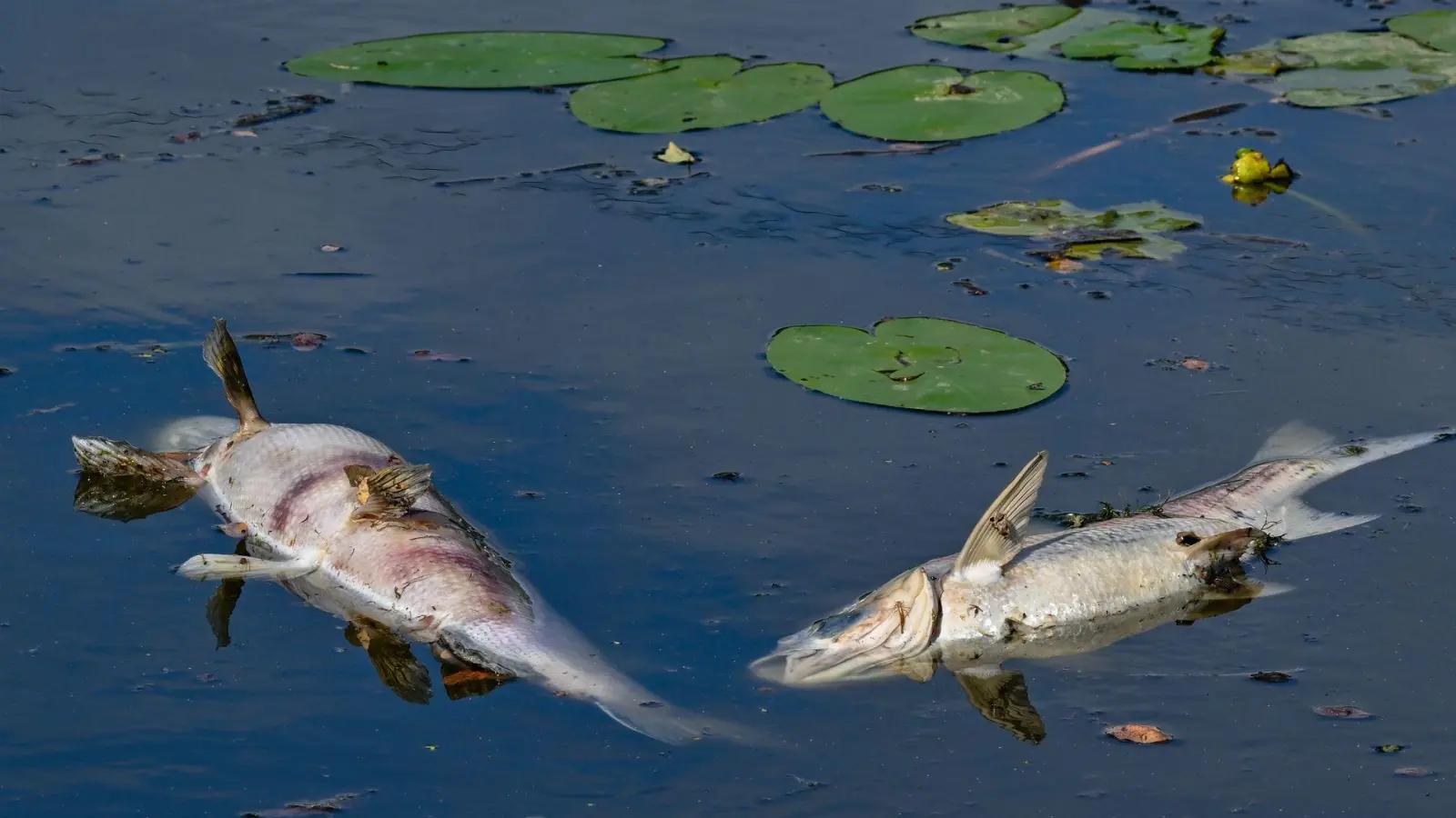 Dutzende tote Fische: Wegen Sauerstoffmangels verenden mehrere Tiere in dem See. (Symbolbild) (Foto: Patrick Pleul/dpa)