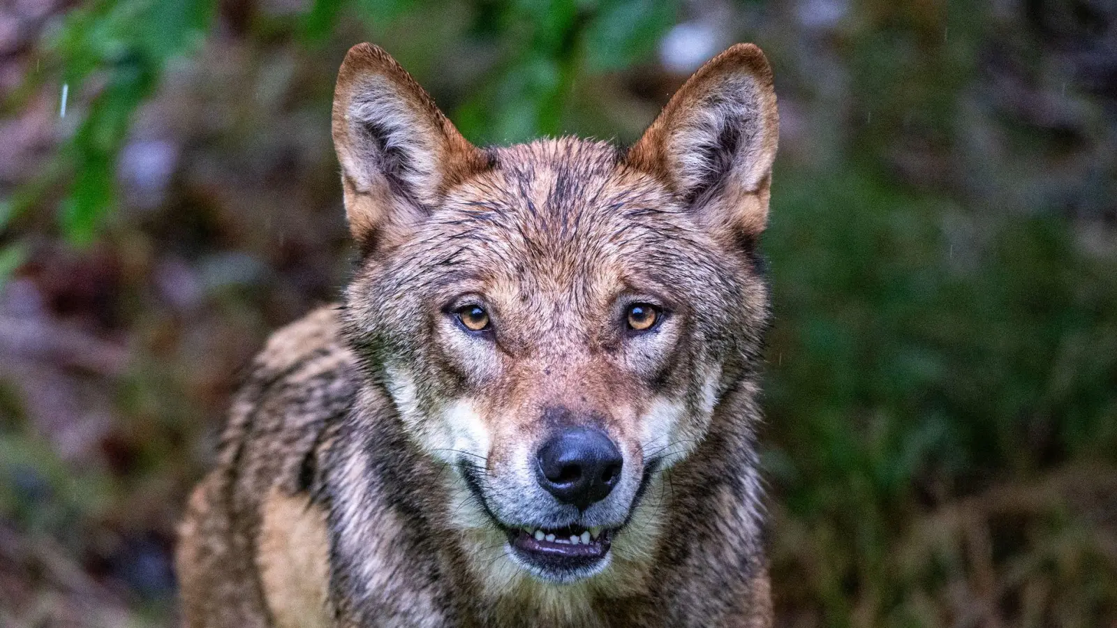 Laut Bund Naturschutz leben derzeit neun Rudel in Bayern. (Symbolbild) (Foto: Armin Weigel/dpa)