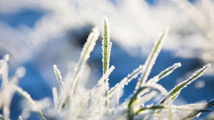 Schnee ist ein Spielverderber, zumindest, wenn er sich auf dem Rasen ablegt. Denn dann kann das Betreten die Halme zerstören. (Foto: Marcel Kusch/dpa/dpa-tmn)