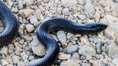 Ein Exemplar mit schwarzer Färbung: Die kleine Schlange zählt zu den sogenannten Eigentlichen Nattern. (Foto: Fulvio Licata/dpa)