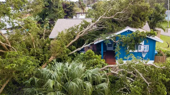 Ein Olivenbaum ist in St. Petersburg, Florida, ist auf ein Haus gekippt. (Foto: Dirk Shadd/Tampa Bay Times via ZUMA Press/dpa)