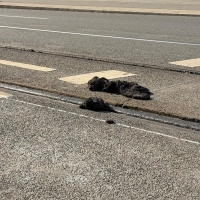 Die Hitze hat den Straßenbelag der VAG zufolge an manchen Stellen so weich werden lassen, dass die Straßenbahnen nicht mehr sicher fahren können.  (Foto: Irena Güttel/dpa)