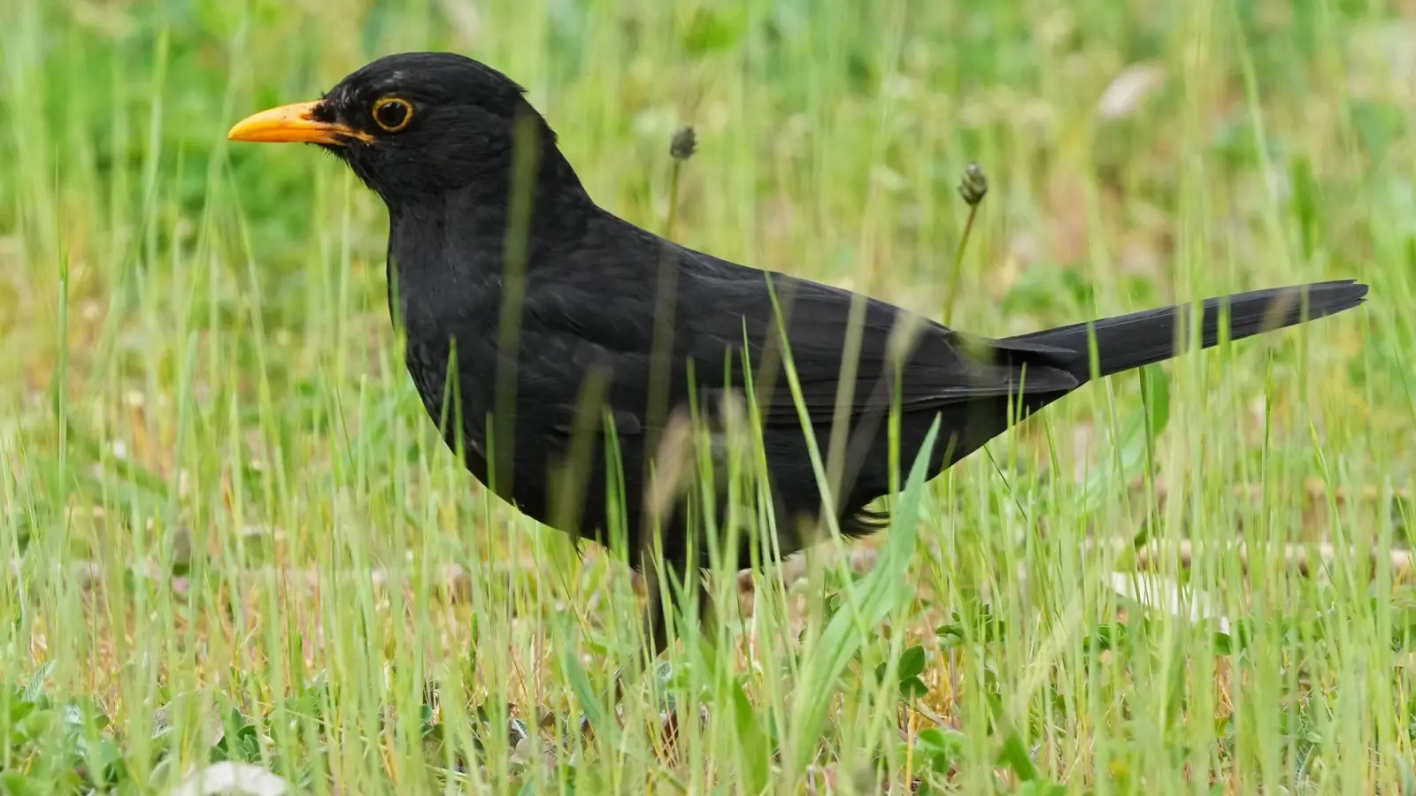 Die Amsel braucht naturnahe Gärten und Grünflächen. (Archiv) (Foto: Soeren Stache/dpa)