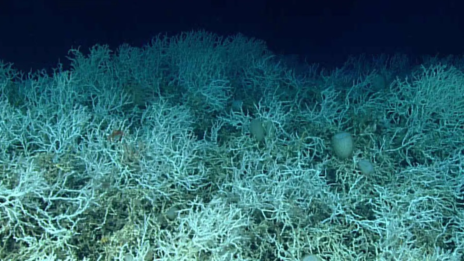 Dichte Felder von Lophelia pertusa, einer riffbildenden Koralle, sind auf den Hügeln des Blake-Plateaus zu finden. (Foto: NOAA Ocean Exploration, Windows to the Deep 2019/dpa)