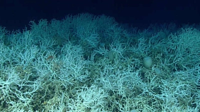 Dichte Felder von Lophelia pertusa, einer riffbildenden Koralle, sind auf den Hügeln des Blake-Plateaus zu finden. (Foto: NOAA Ocean Exploration, Windows to the Deep 2019/dpa)