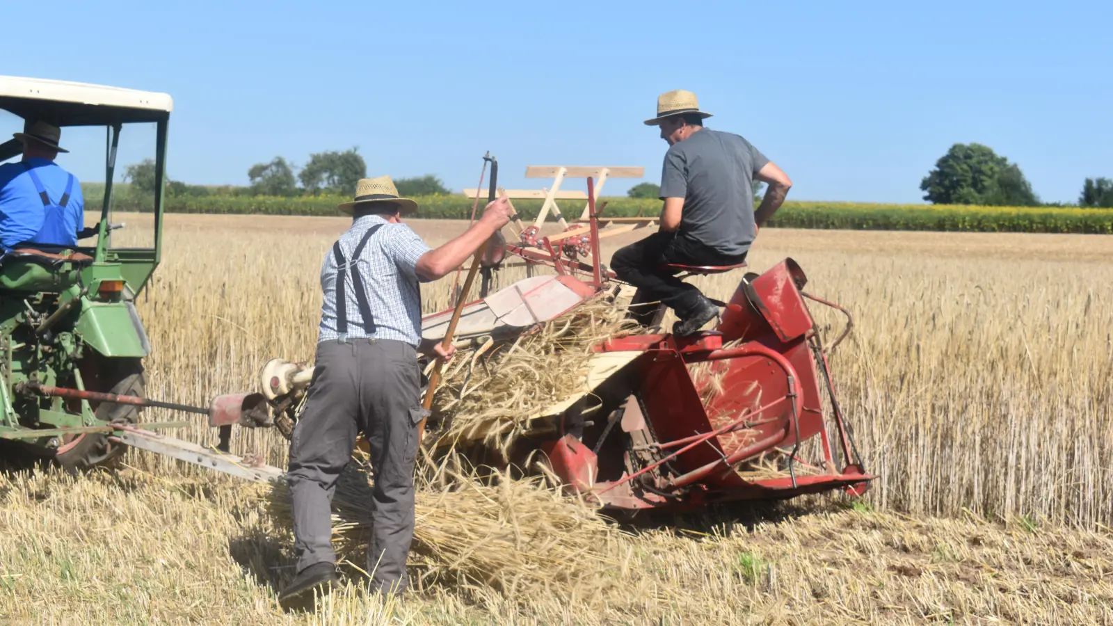 Historische Maschine und jede Menge Handarbeit: Bei der Triesdorfer Langstrohroggen-Ernte kommt ein Fahr-Mähbinder aus den 60er-Jahren zum Einsatz. (Foto: LLA/Vera Pedreiro Correia)