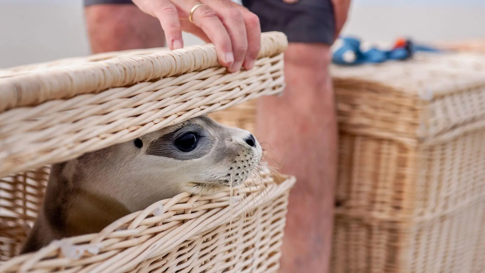 Der Seehund „Scotty“ schaut kurz vor der Auswilderung aus einem Korb am Ostende der Insel Juist.  (Foto: Hauke-Christian Dittrich/dpa)