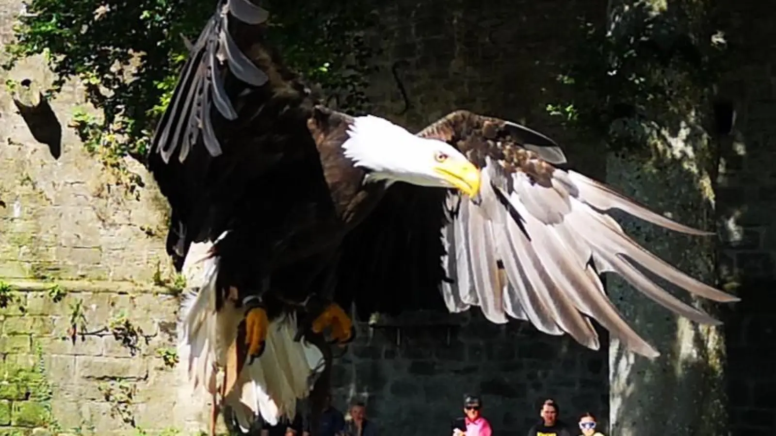 Weißkopfseeadler Louie ist wieder zu Hause und wohlauf. Unser Foto zeigt ihn bei Landeanflug während einer früheren Flugshow im Greifvogel- und Eulenpark. (Archivbild: Jürgen Binder)