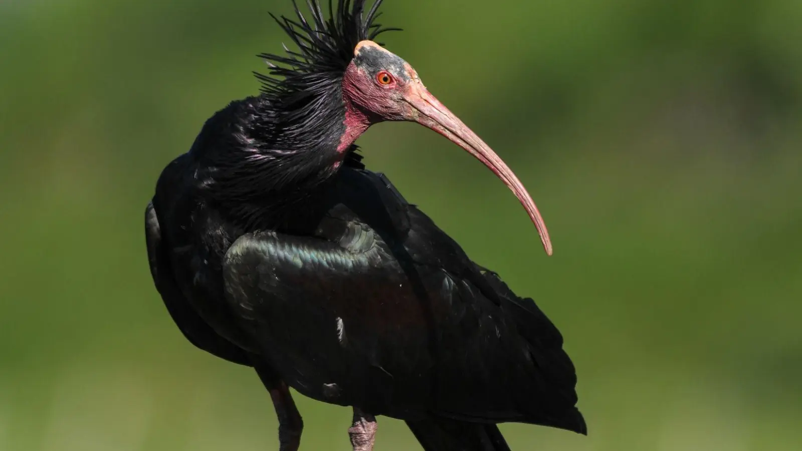 Ein Waldrapp wurde in Österreich von einem Golfball tödlich getroffen (Foto: Felix Kästle/dpa)