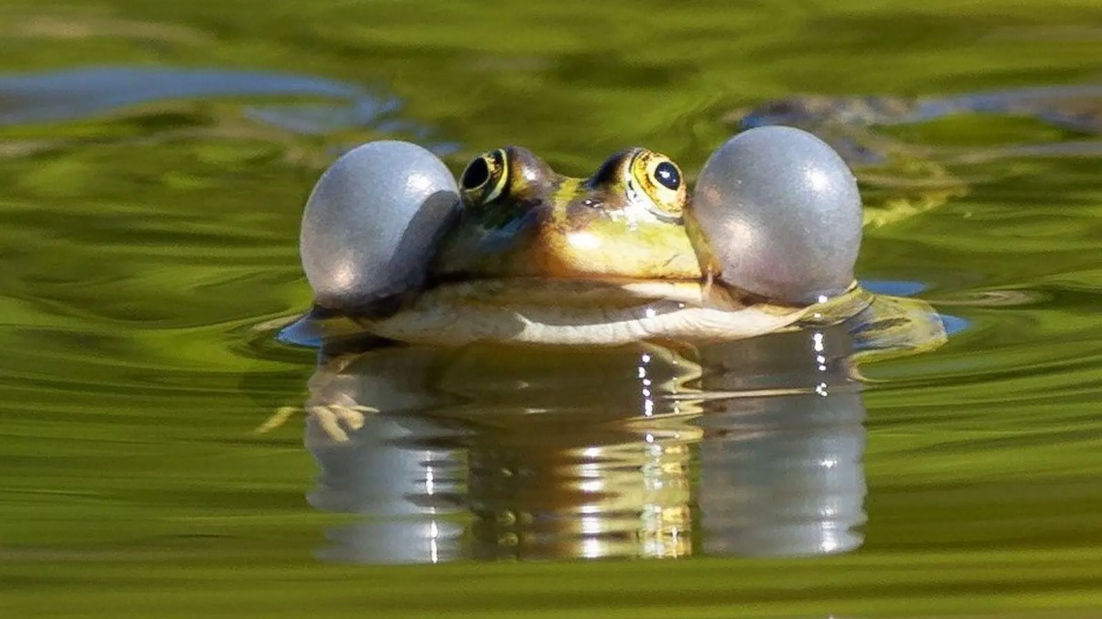Einige Wasserfroscharten könnten künftig besser geschützt werden. (Illustration) (Foto: Soeren Stache/dpa-Zentralbild/ZB)