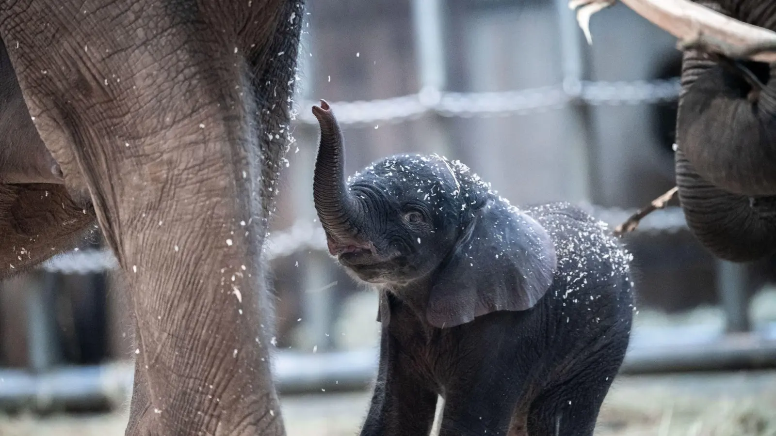 Der junge Elefantenbulle Tsavo aus dem Wuppertaler Zoo wurde eingeschläfert. (Foto: Fabian Strauch/dpa)
