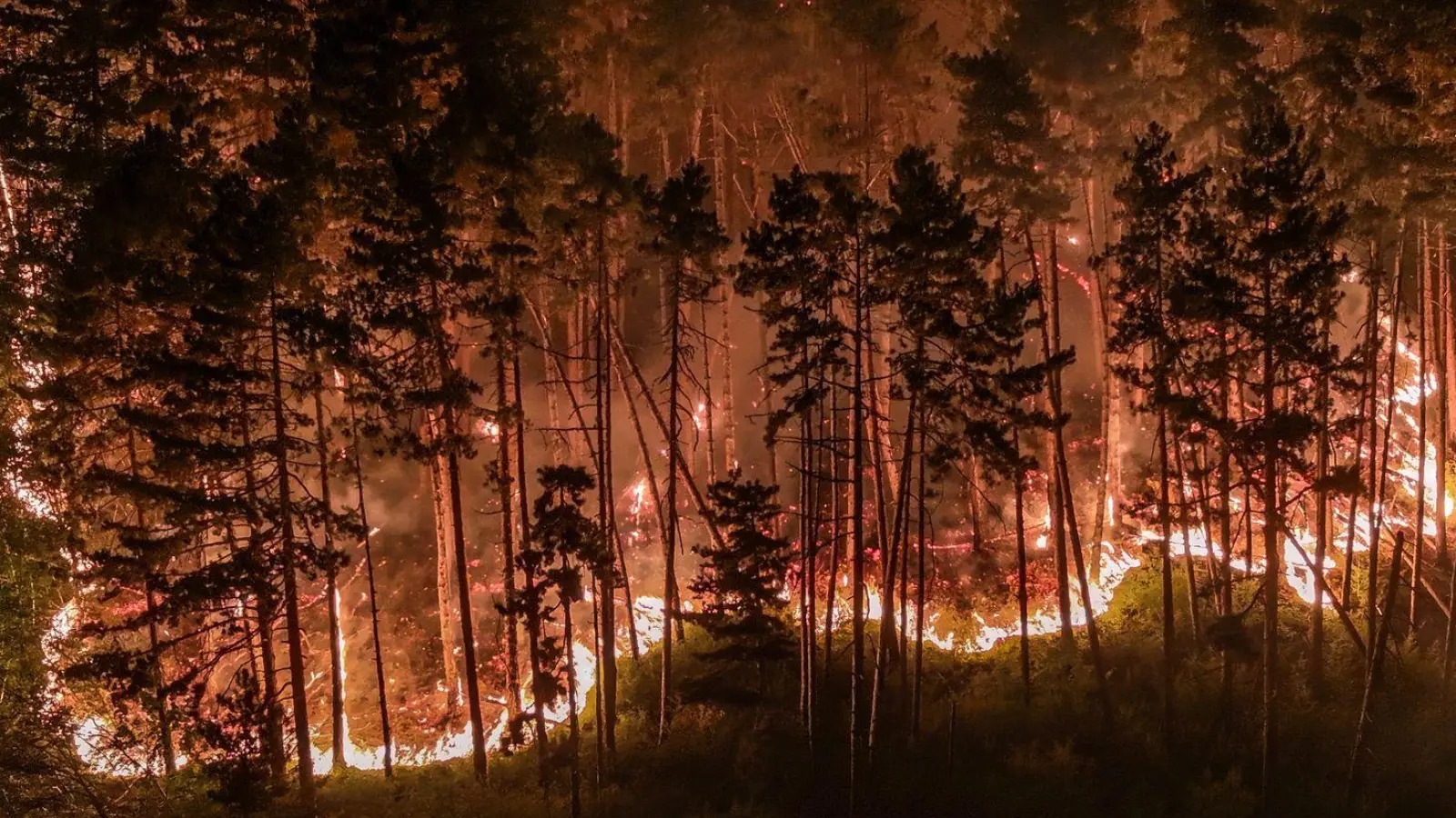 Durch die Trockenheit der vergangenen Wochen ist der Wald extrem dürr. (Foto: Jason Tschepljakow/dpa)