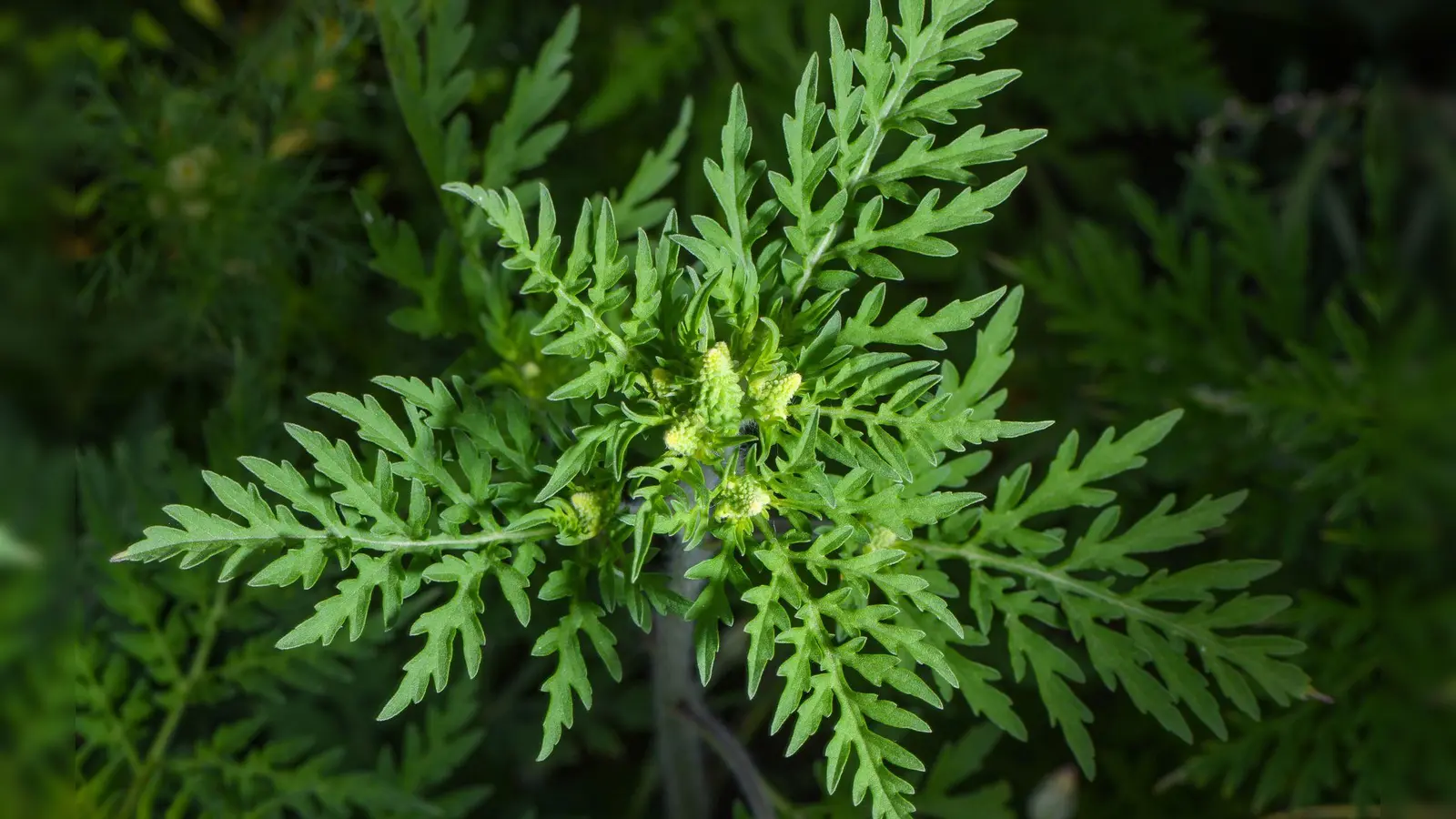 Die Pflanze stammt aus Nordamerika und breitet sich in Deutschland immer mehr aus. (Archivbild) (Foto: Patrick Pleul/dpa-Zentralbild/dpa)