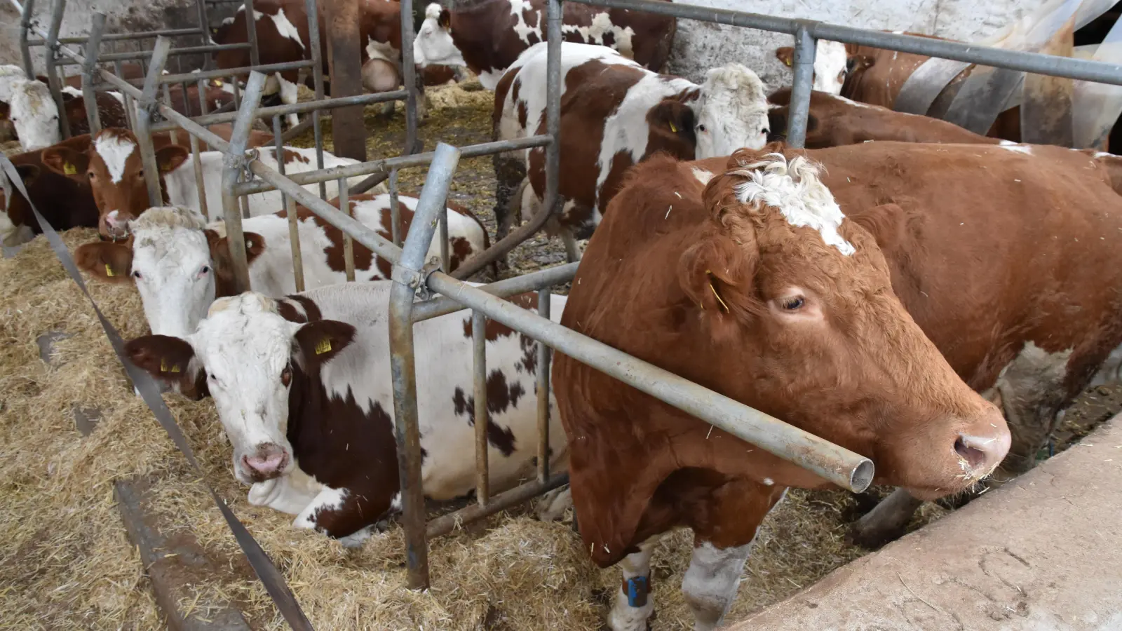 Einstreu mit frischem Stroh ist eine aufwendige Stallhaltung für Landwirte: In diesem Laufstall können sich die Rinder frei bewegen und ihren Platz zum Liegen und Fressen einnehmen. (Foto: Silvia Schäfer)