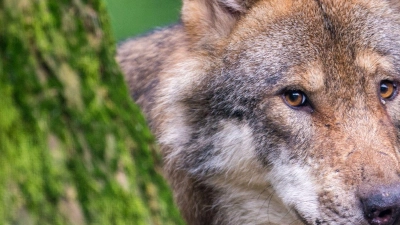 Ein Wolf schaut hinter einem Baum im Wildpark Poing hervor. (Foto: Lino Mirgeler/dpa/Archivbild)