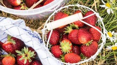 Frische Erdbeeren sollten bald verzehrt werden, da sie empfindlich sind und nicht nachreifen. (Foto: Christin Klose/dpa-tmn/dpa)