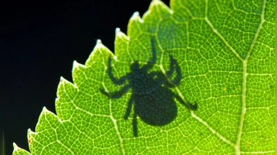 Die Krankheit Lyme-Borreliose wird durch Zecken auf den Menschen übertragen. (Symbolbild) (Foto: Patrick Pleul/dpa/dpa-tmn)