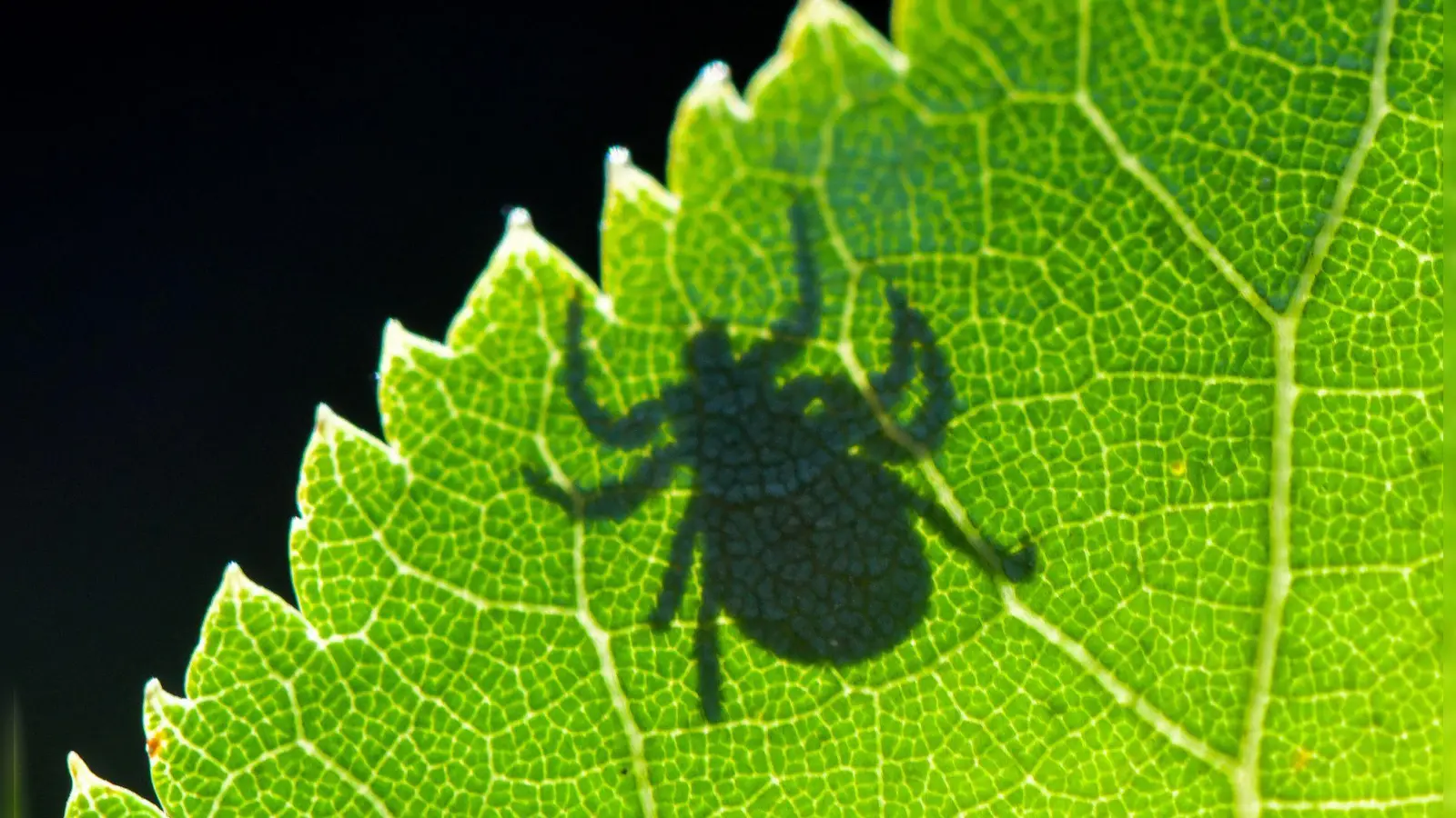 Die Krankheit Lyme-Borreliose wird durch Zecken auf den Menschen übertragen. (Symbolbild) (Foto: Patrick Pleul/dpa/dpa-tmn)