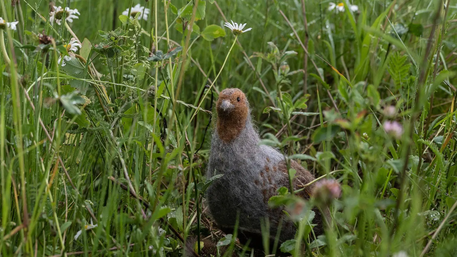 Das in seinem Bestand gefährdete Rebhuhn ist zum Vogel des Jahres gewählt worden. (Archivbild) (Foto: Swen Pförtner/dpa)