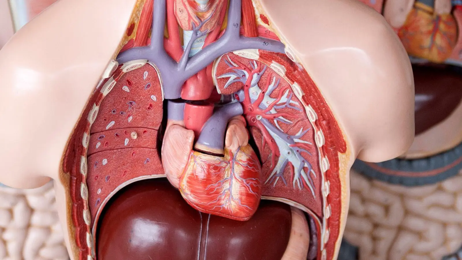 Wenn Gefäße, die das Herz mit Sauerstoff und Nährstoffen versorgen, sich verschließen, spricht man von einem Herzinfarkt. (Foto: Emily Wabitsch/dpa/dpa-tmn)