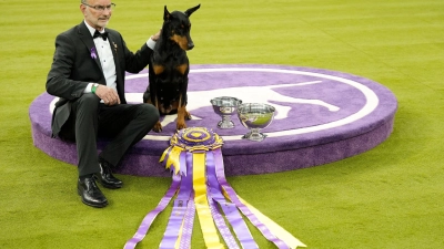 „Penny“, die Dobermann-Dame, ist die 42. weibliche Gewinnerin in der 150 Jahre alten Geschichte des Westminster-Hundewettbewerbs.  (Foto: Yuki Iwamura/AP/dpa)