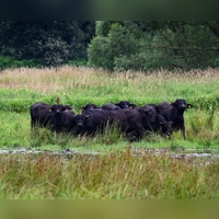 Fledermäuse profitieren von Weideflächen&nbsp;– und die sollen dank eines neuen Naturschutzprojekts im Landkreis Neustadt/Aisch-Bad Windsheim entstehen. Das Prinzip: Dort, wo Dung ist, finden diese Tiere genug Nahrung zur Aufzucht ihrer Jungen. (Symbolbild: Bernd von Jutrczenka/dpa)