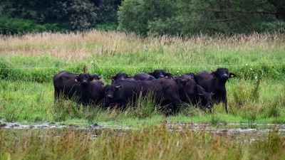 Eine mögliche Bewirtschaftung für nasse Flächen bieten Wasserbüffel, die mit dem feuchten Untergrund gut zurechtkommen. (Archivbild) (Foto: Bernd von Jutrczenka/dpa)