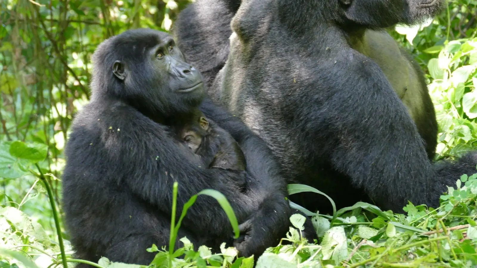 Weibliche Berggorillas können ganz schön alt werden - wie hier im Bwindi Impenetrable Nationalpark. (Archivbild) (Foto: Martha Robbins/EurekAlert/dpa)