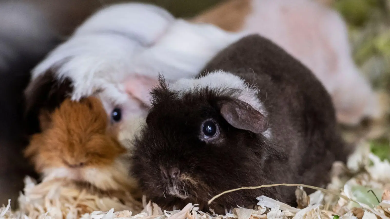 Die Polizei hat 20 Meerschweinchen in mit Einstreu ausgelegten Kisten gefunden. (Symbolbild) (Foto: Paul Zinken/dpa)
