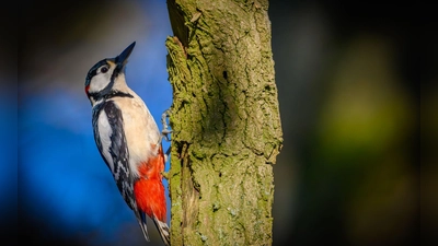 Die heimischen Spechte seien auf alte, starke Bäume angewiesen. (Foto: Patrick Pleul/dpa/dpa-tmn)