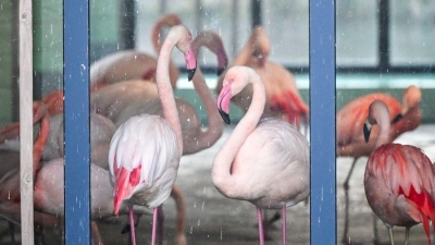 Die Flamingos im Zoo Berlin sind während der aktuellen Minusgrade in einem Stall untergebracht. Mit ihren grazilen Beinen könnten sich die Tiere an scharfkantigem Eis Verletzungen zuziehen oder ausrutschen. (Foto: Jens Kalaene/dpa)