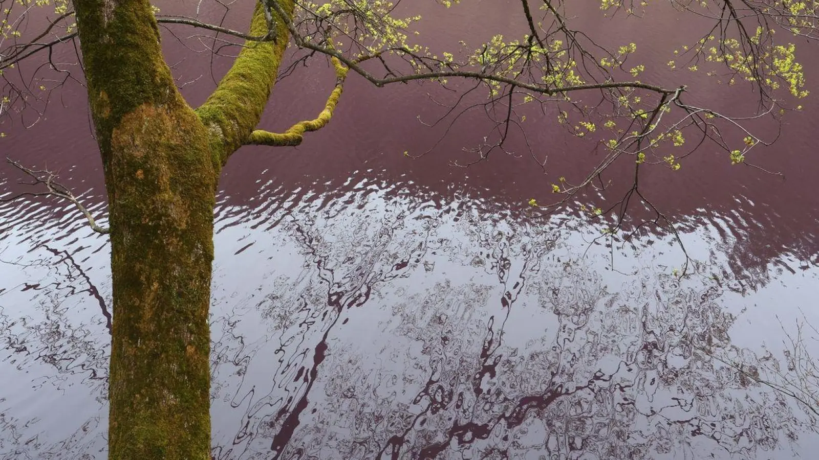 Lila gefärbt ist das Wasser des Gipsbruchweihers. (Foto: Karl-Josef Hildenbrand/dpa)